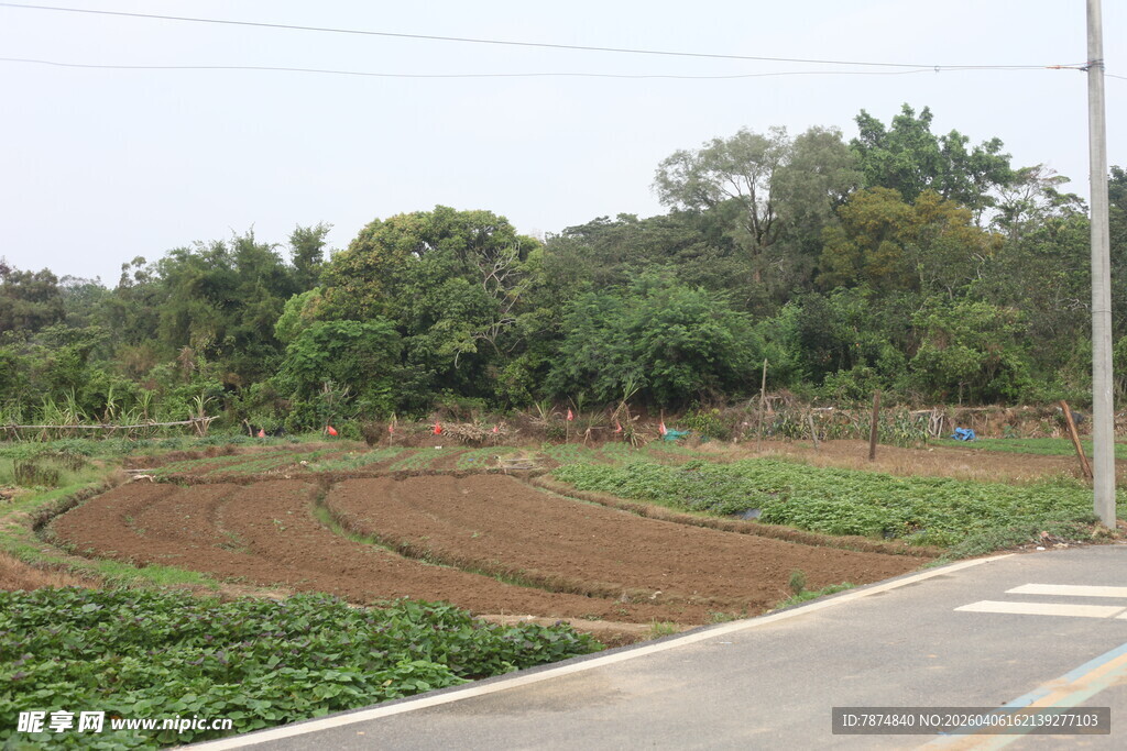 湛江乡村田野旁的道路景观