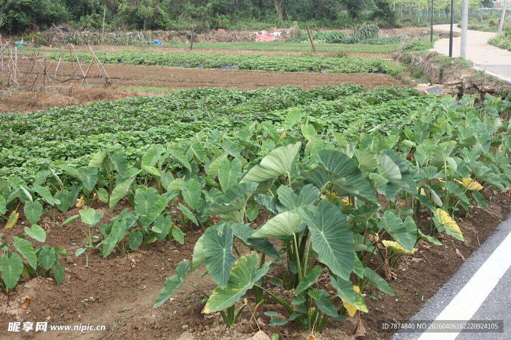湛江农田里的绿色作物景观