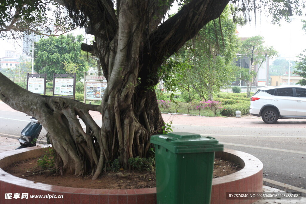 湛江盘根错节的街边大树