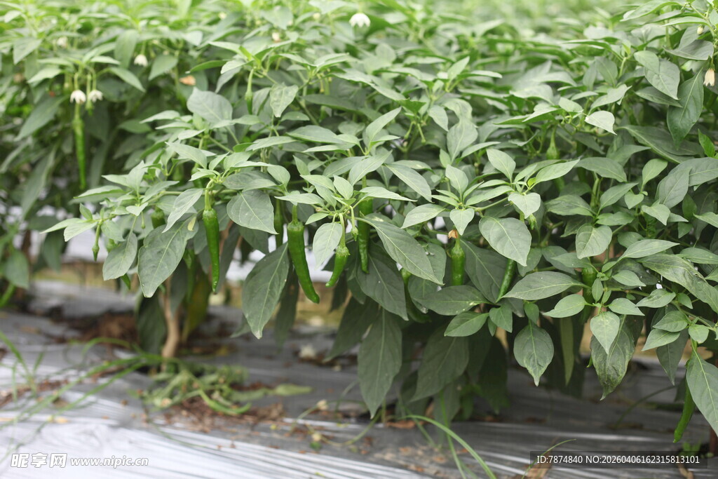 湛江温室中的辣椒植株
