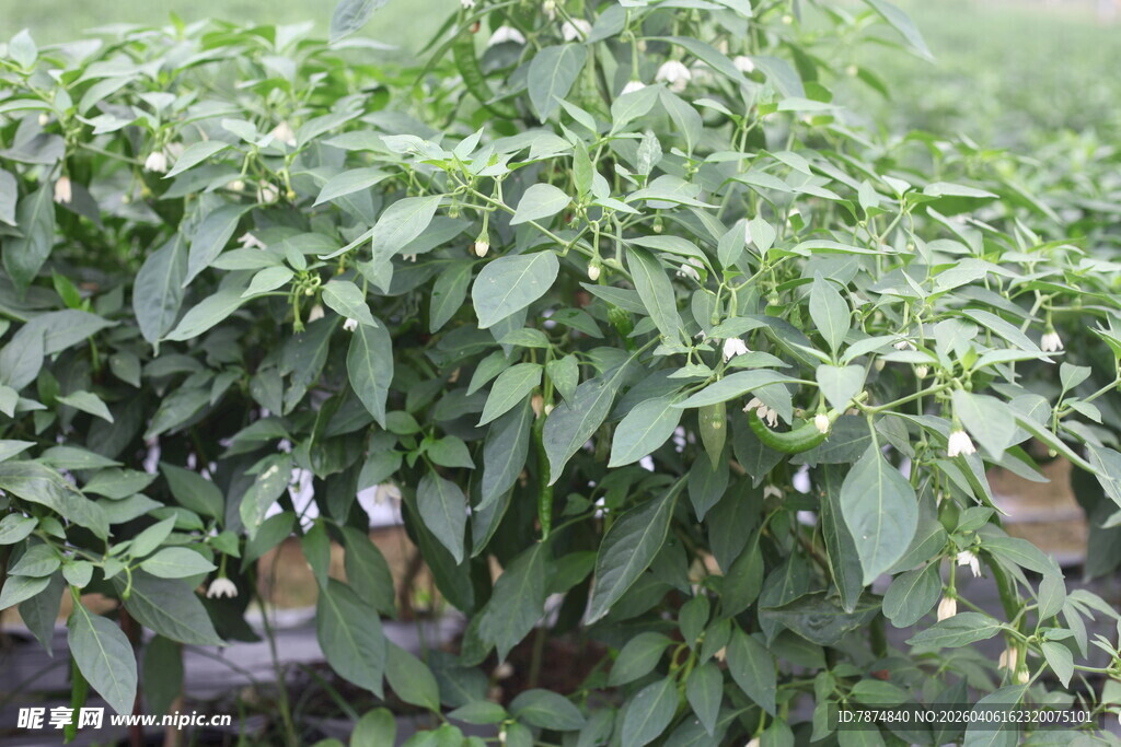 湛江绿叶繁茂的辣椒植株