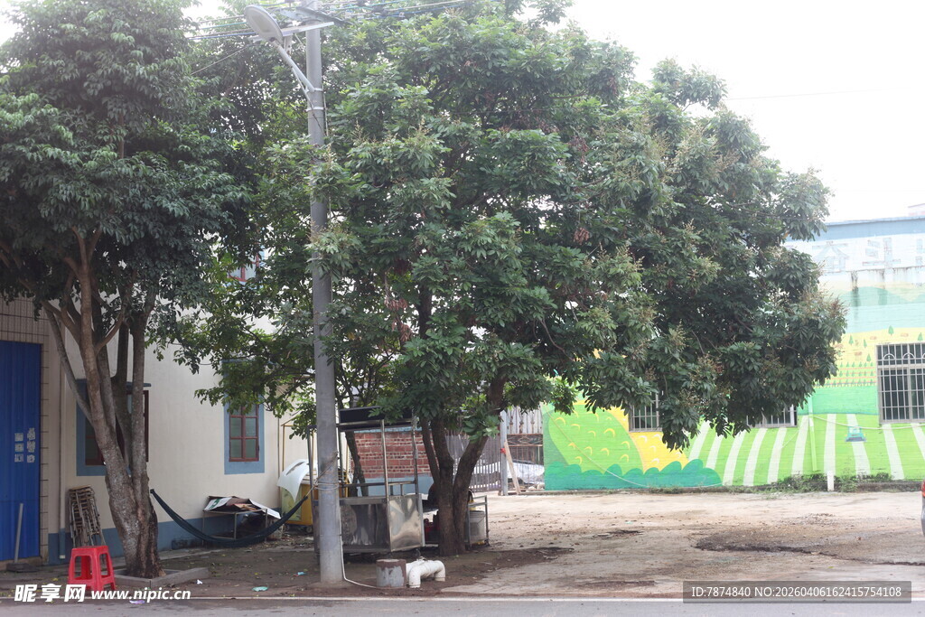 湛江户外树木场景一角