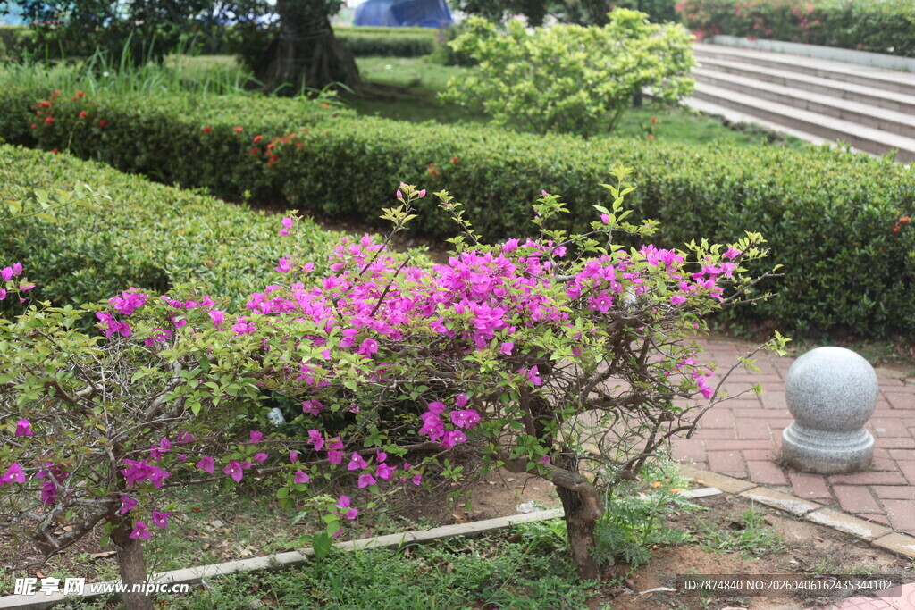 湛江花园中的烂漫紫色花卉