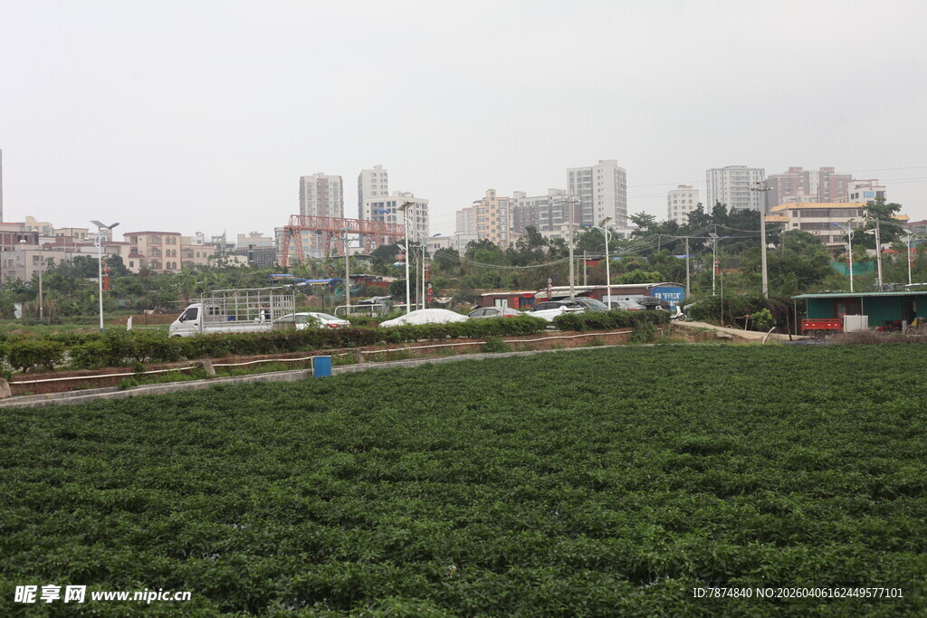 湛江城市边的葱郁绿植田