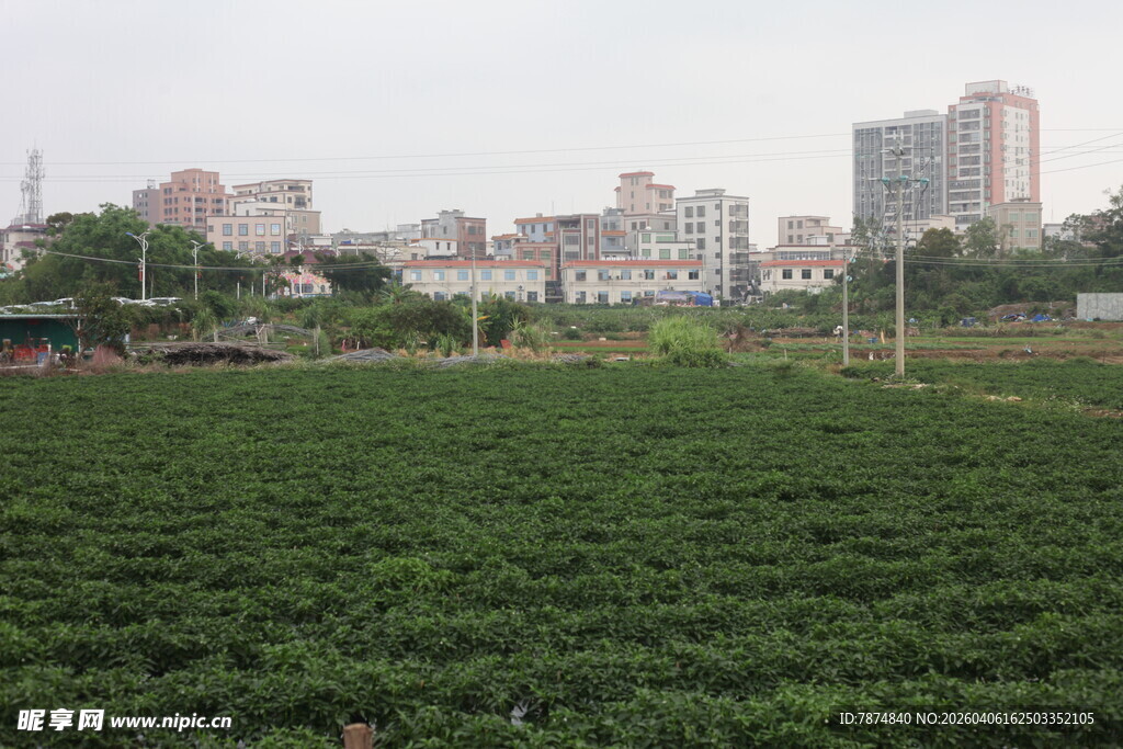 湛江城市边的翠绿农田