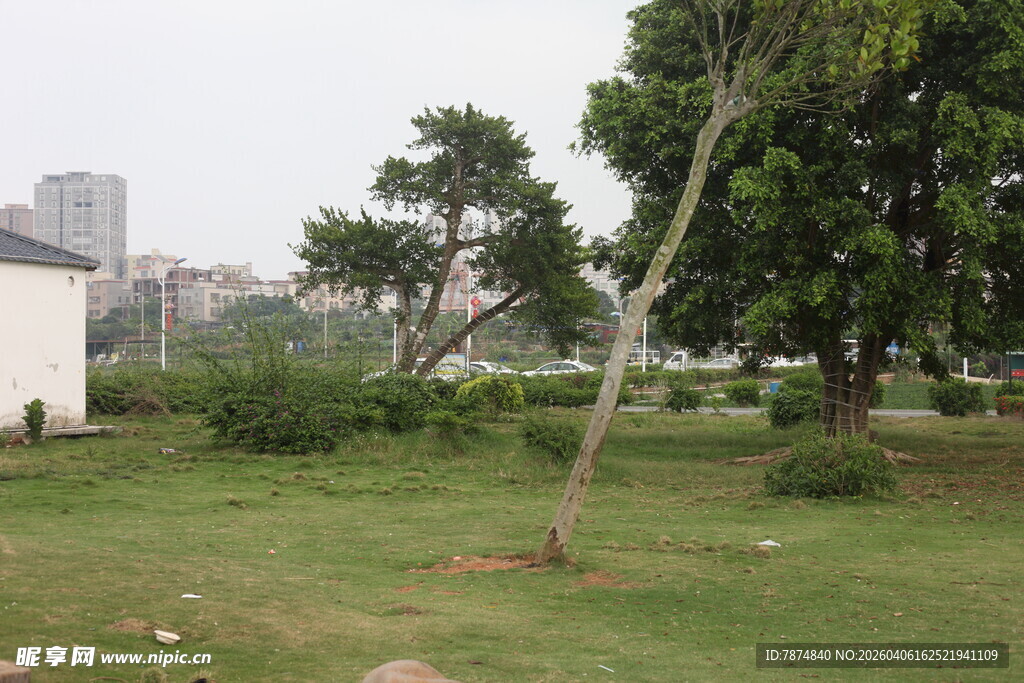 湛江城市中的绿地与树木景观
