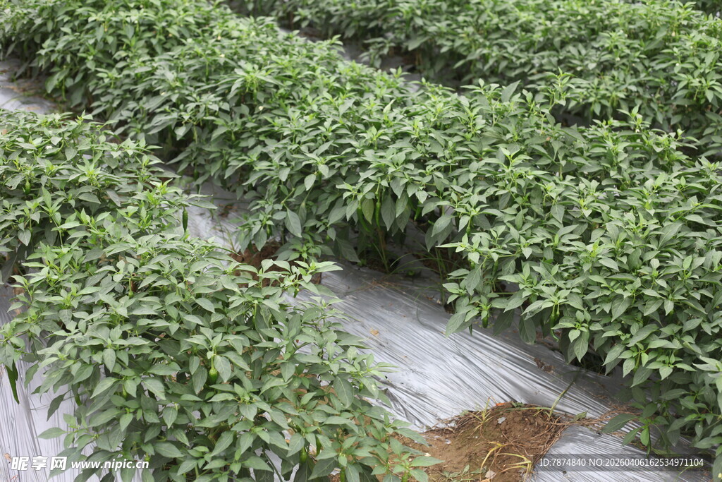 湛江整齐排列的绿色辣椒植株