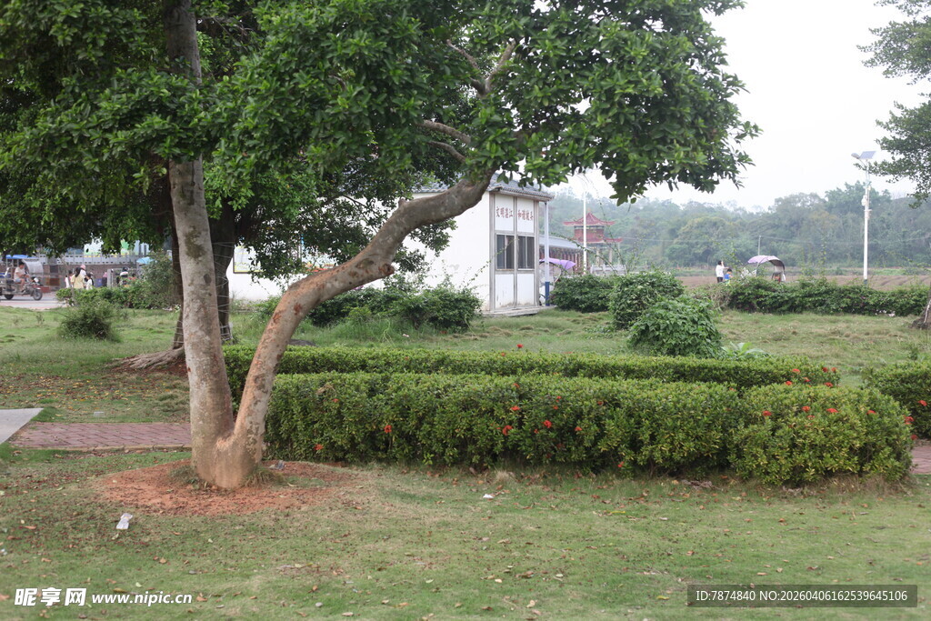 湛江公园绿意盎然的景观角落