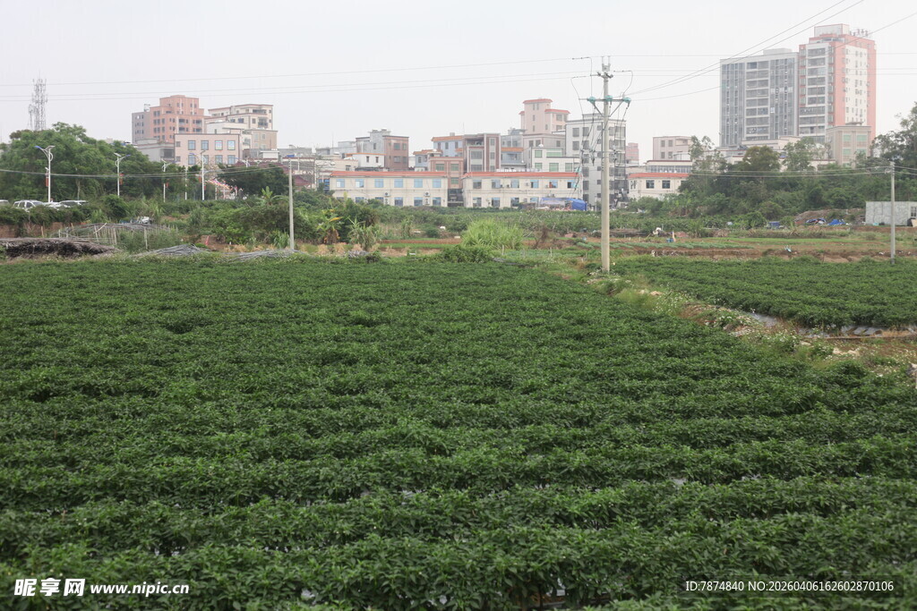湛江城郊绿色农田景观