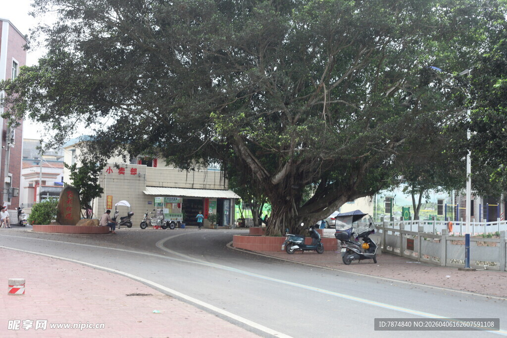 湛江街道旁的繁茂大树