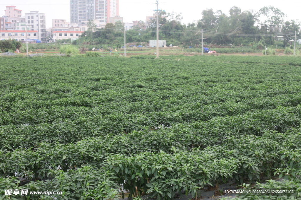 湛江绿色农田绿意盎然