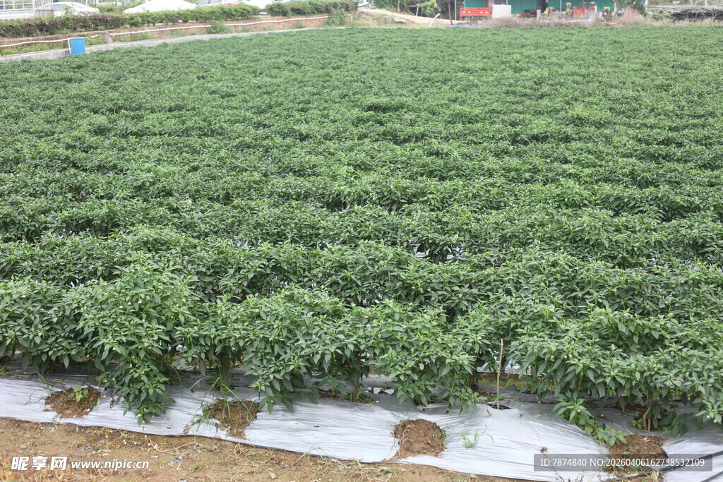 湛江绿色蔬菜种植农田