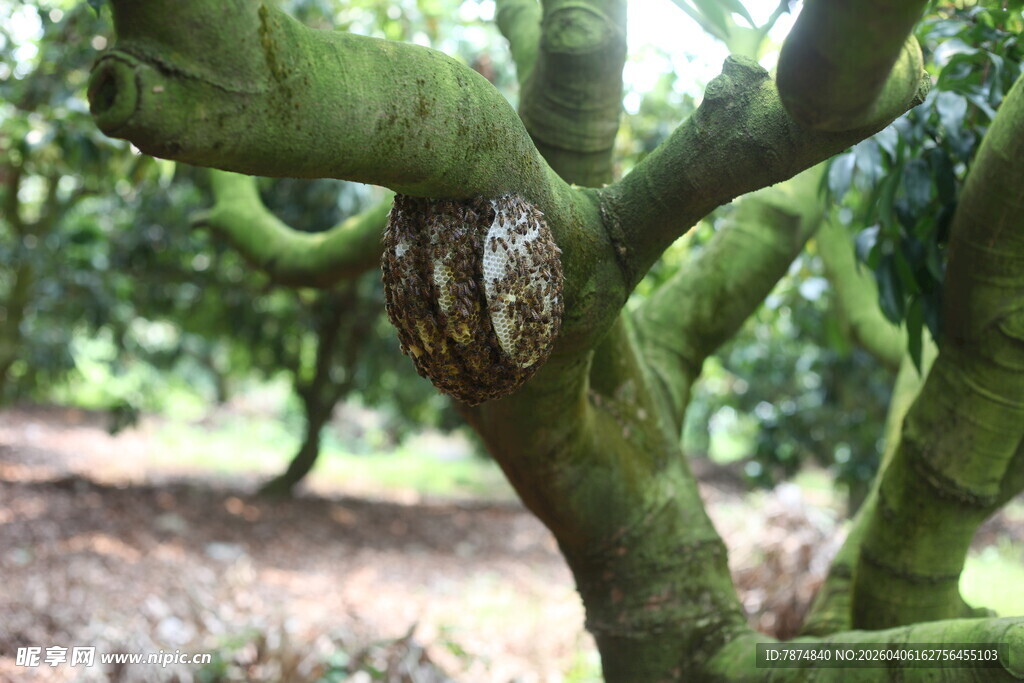 蜜蜂蜂巢