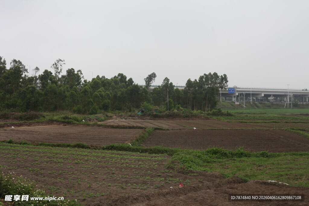 湛江田野风光 绿意盎然的农田