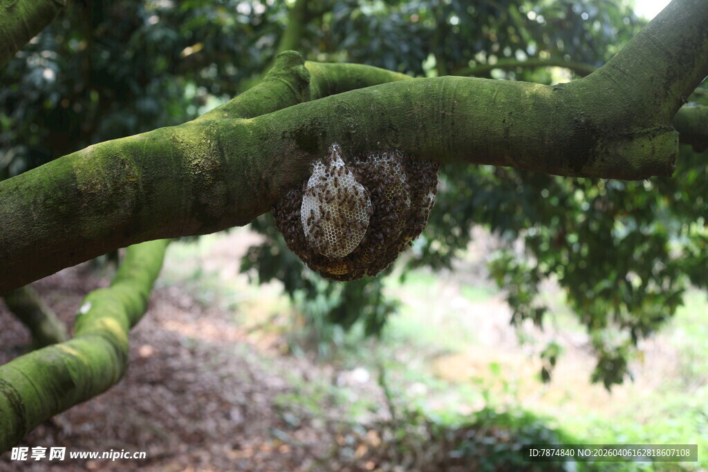树上悬挂的蜂巢