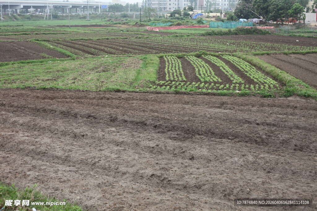 湛江农田景象 整齐排列的作物