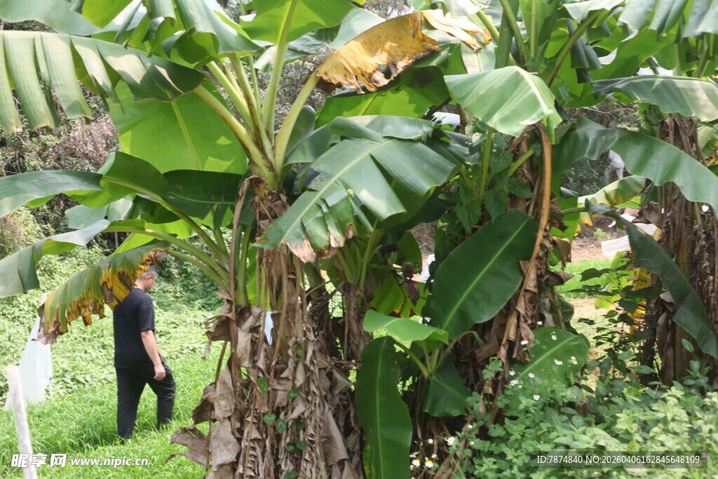 湛江香蕉林中的人影