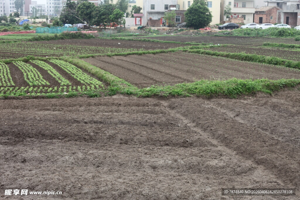 湛江田园农田景象