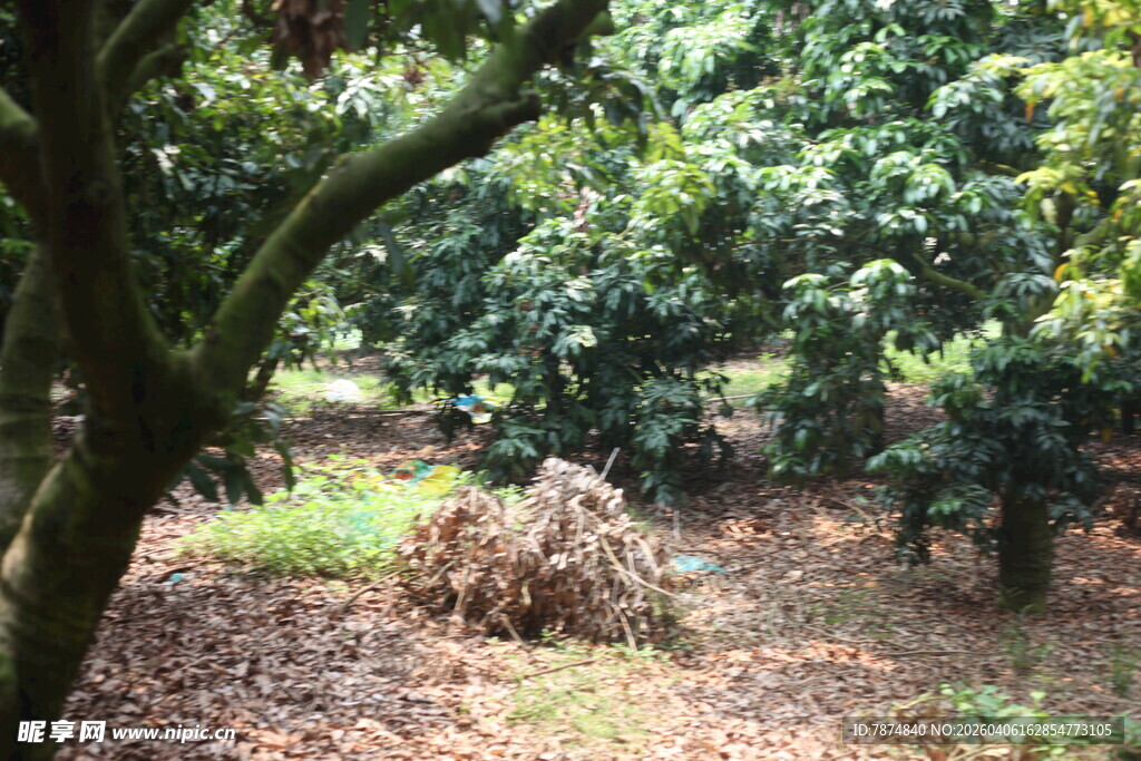 果园景象 繁茂果树与落叶
