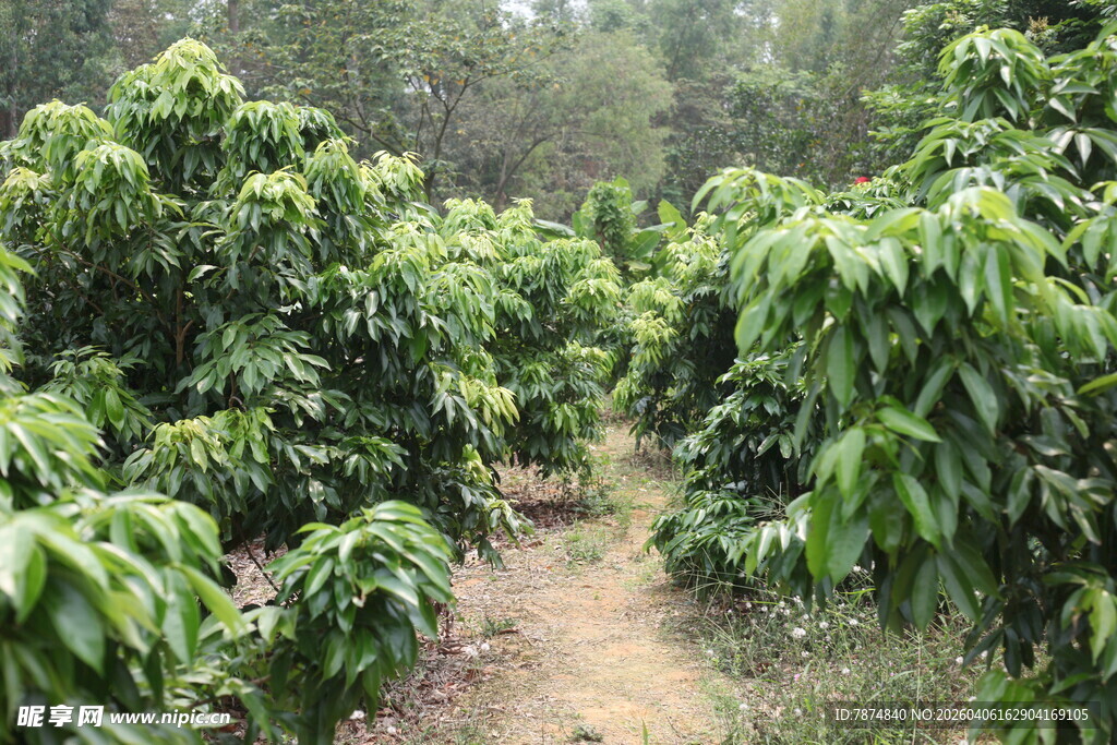 湛江茂密的植物种植园