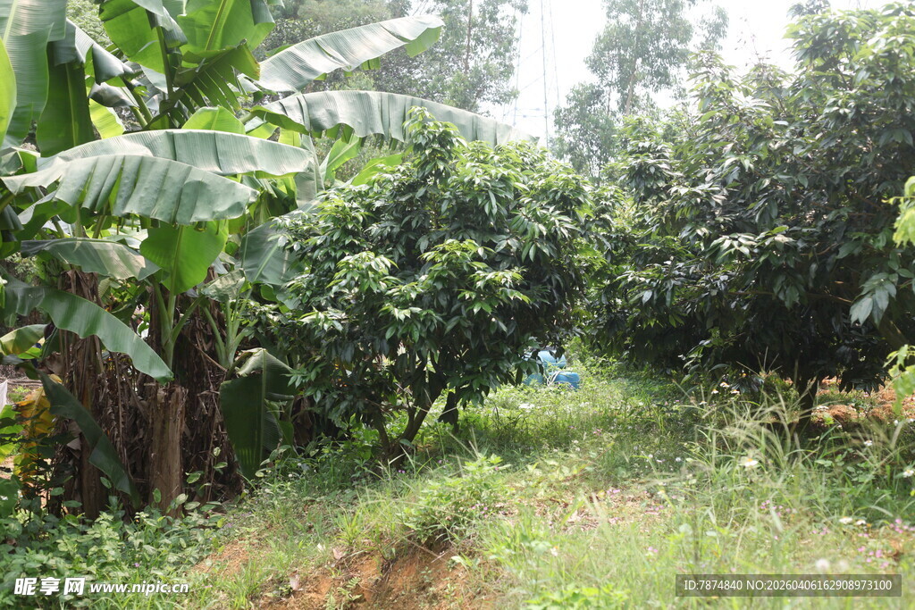 湛江林间小道 绿意盎然的自然景