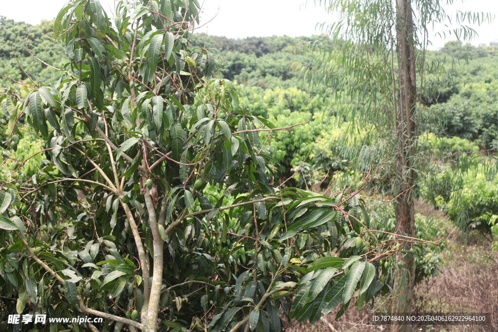 繁茂山林绿植景观