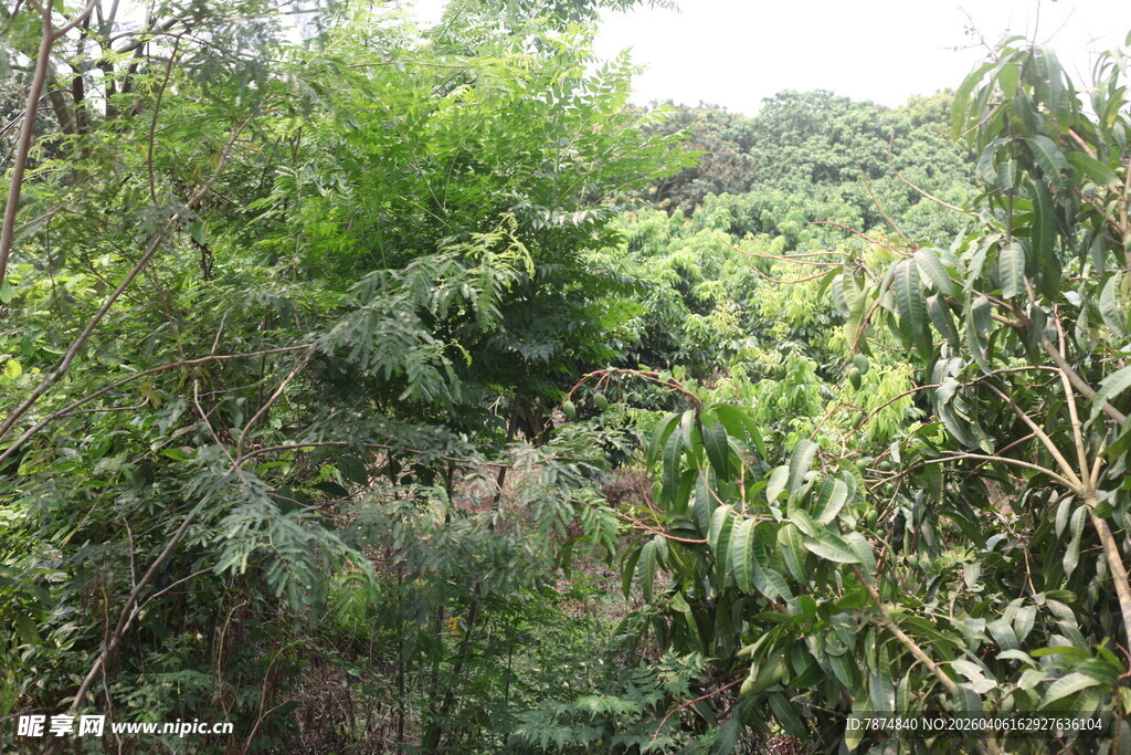 茂密丛林绿意盎然