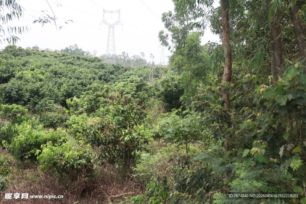 绿意盎然的繁茂山林景色