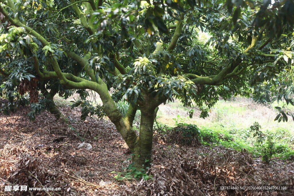 繁茂大树下的自然景象