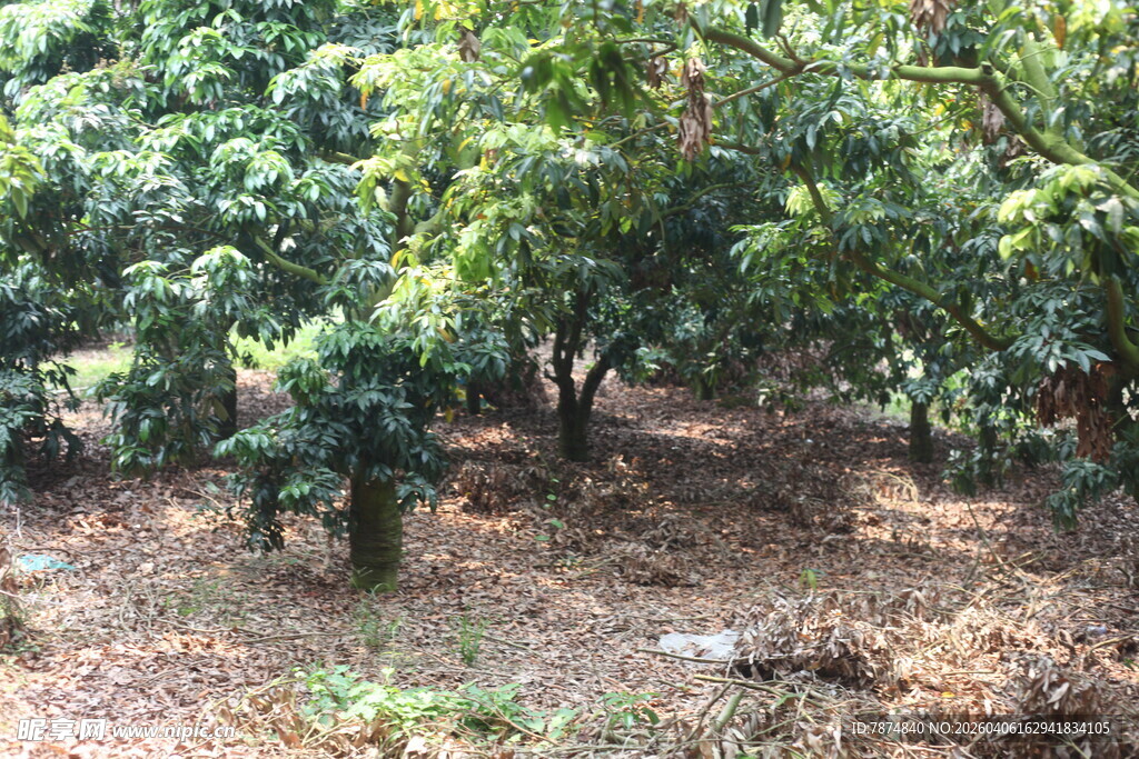 果园里繁茂的果树景象