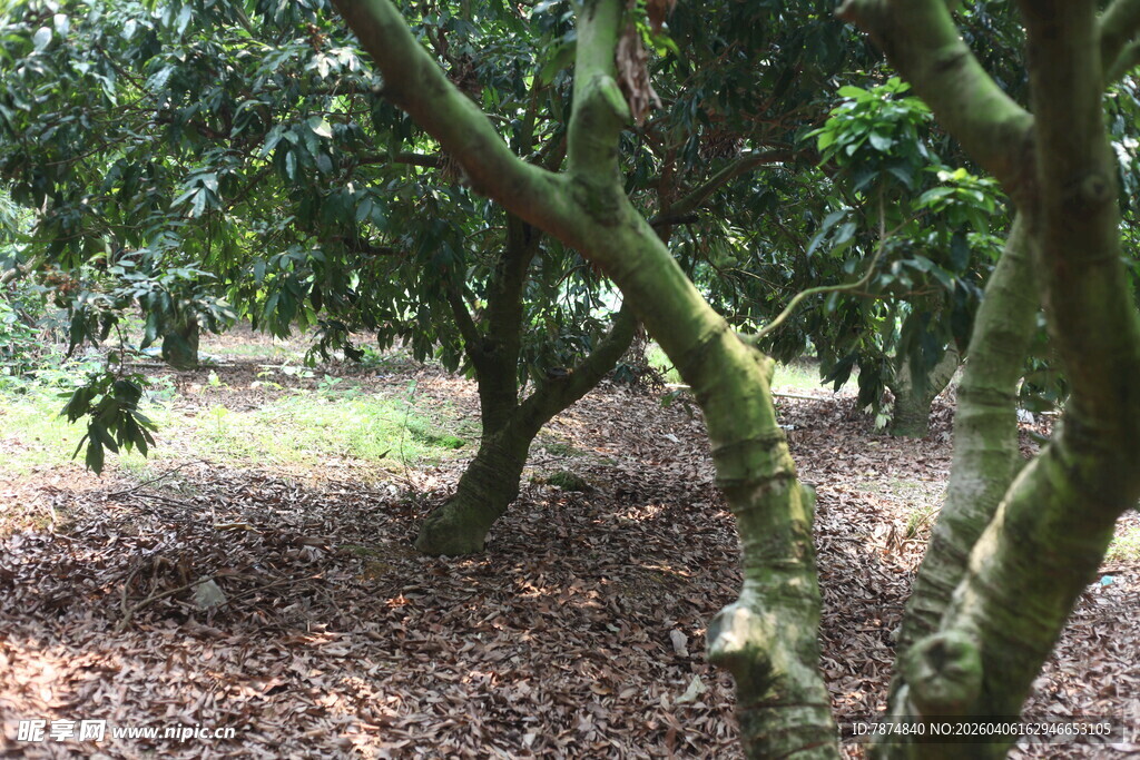 湛江果园中的繁茂果树