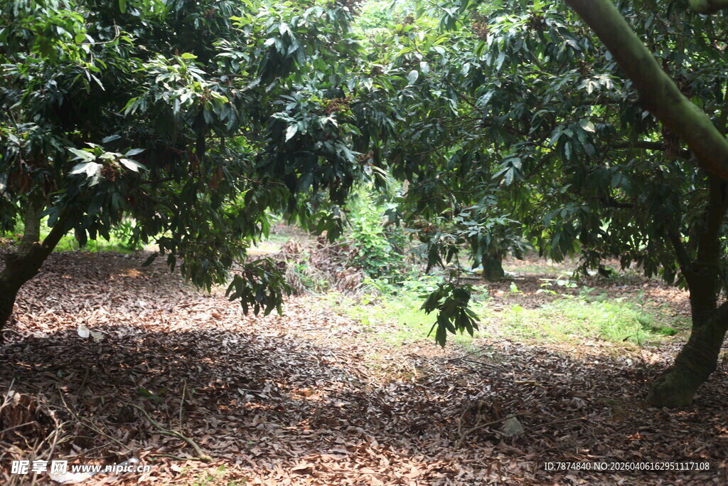 繁茂果园 绿意盎然的果树