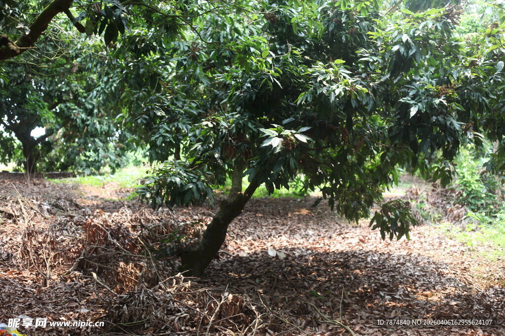 果园中的繁茂果树