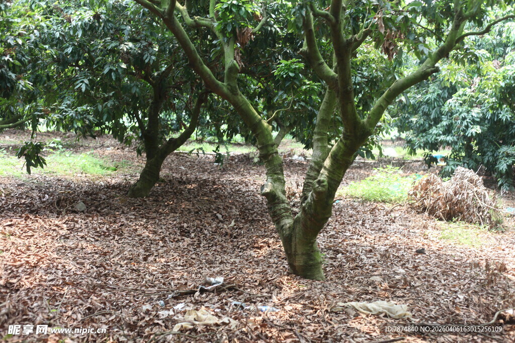 果园中的繁茂果树