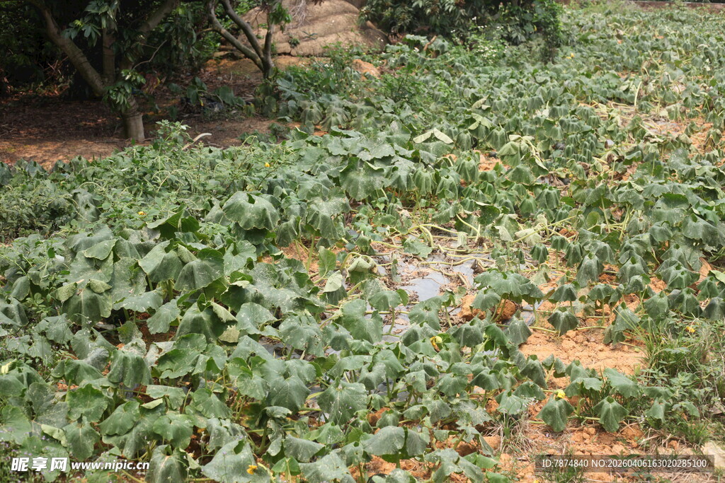 湛江绿意盎然的植物田地