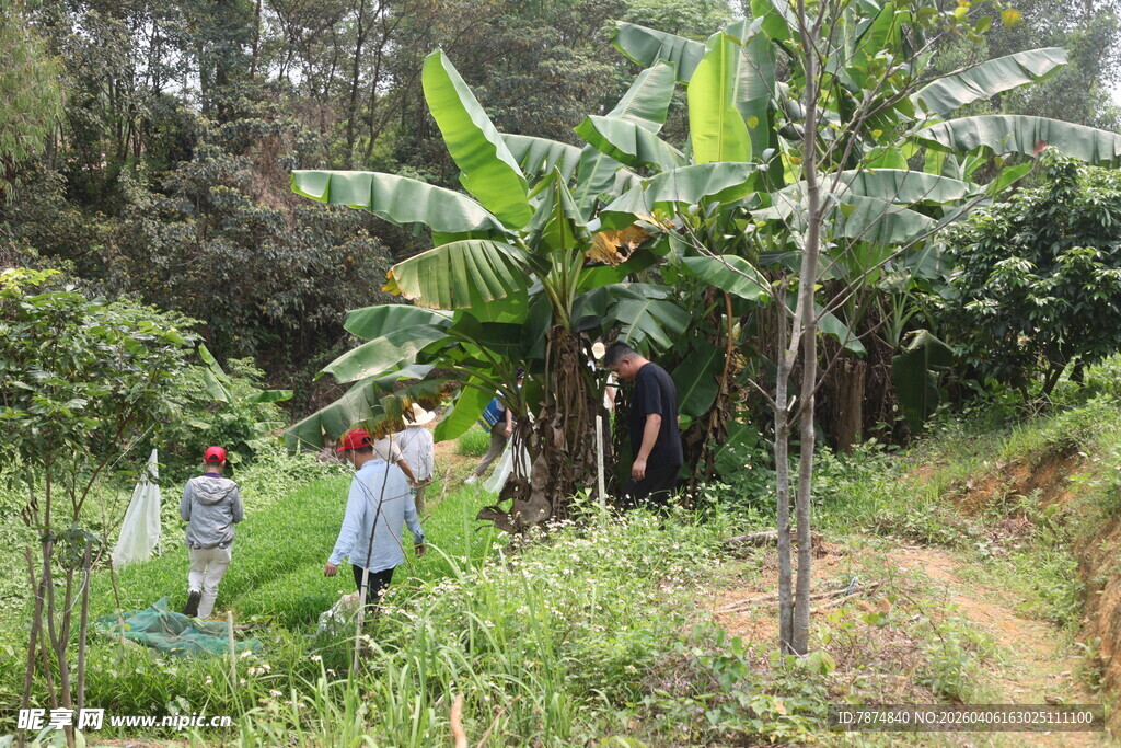 湛江山林间的人群与繁茂植物