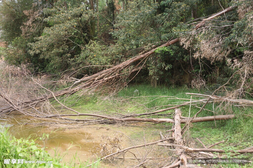 林间泥泞小溪与枯木景象