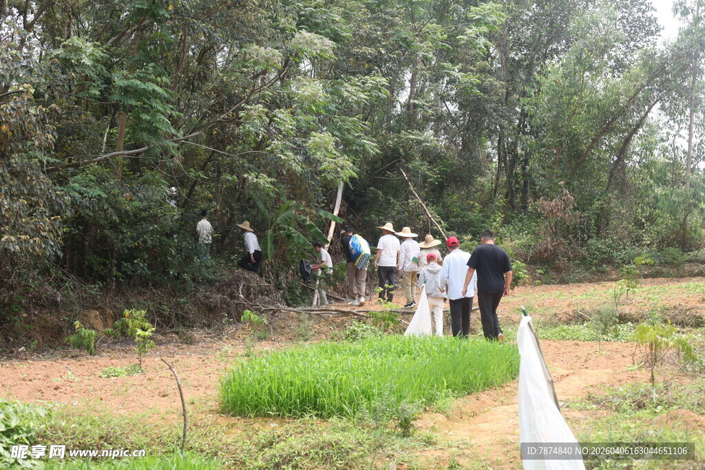 湛江户外林地中的人群活动