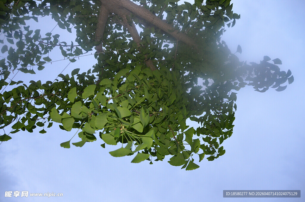 仰视下的繁茂绿叶