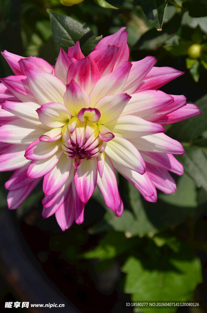 娇艳双色大丽花绽放