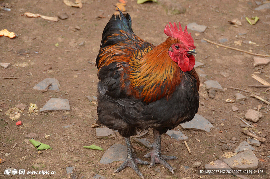 昂首挺立的五彩公鸡