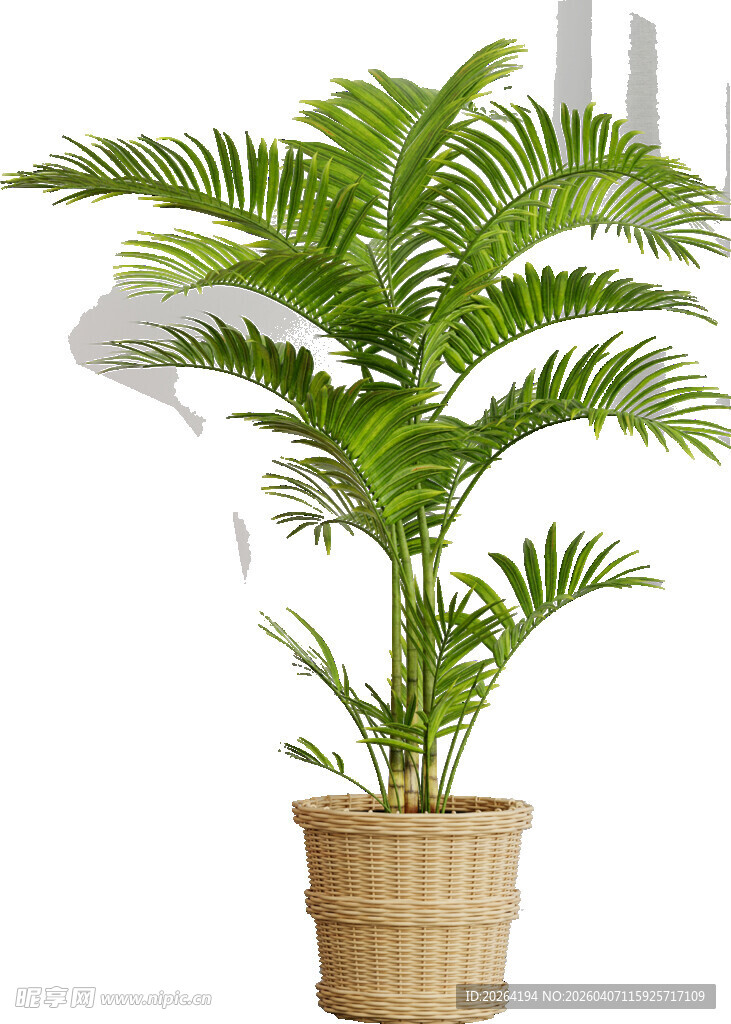 室内棕榈盆栽植物