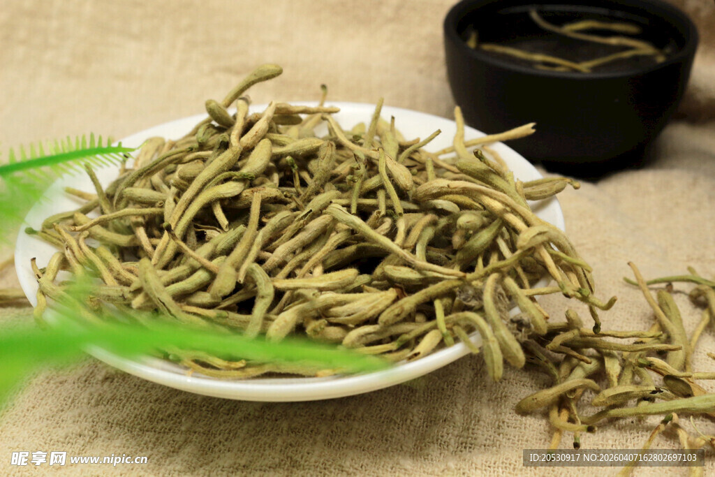 中药材植物金银花高清