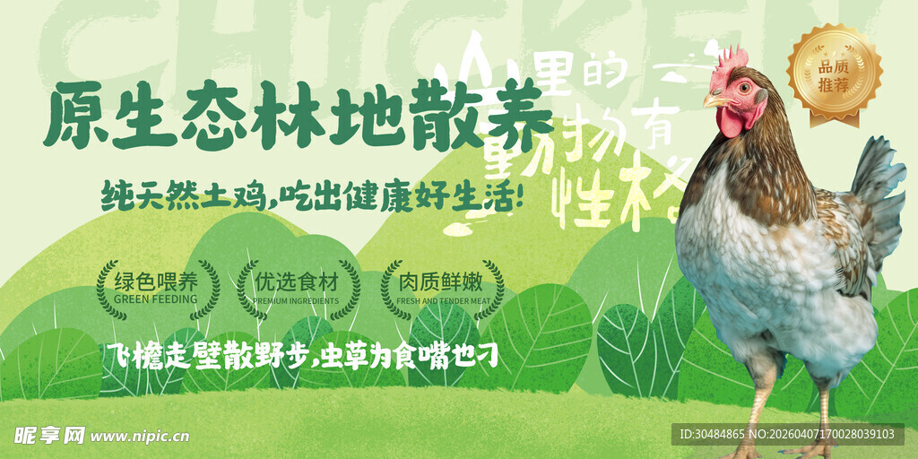 农家散养土鸡