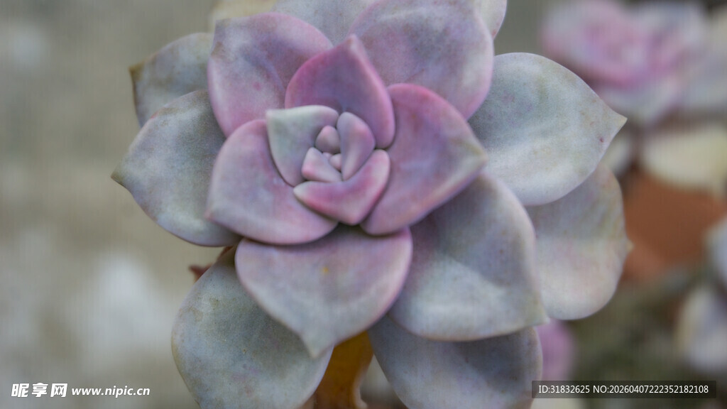 梦幻紫多肉植物特写