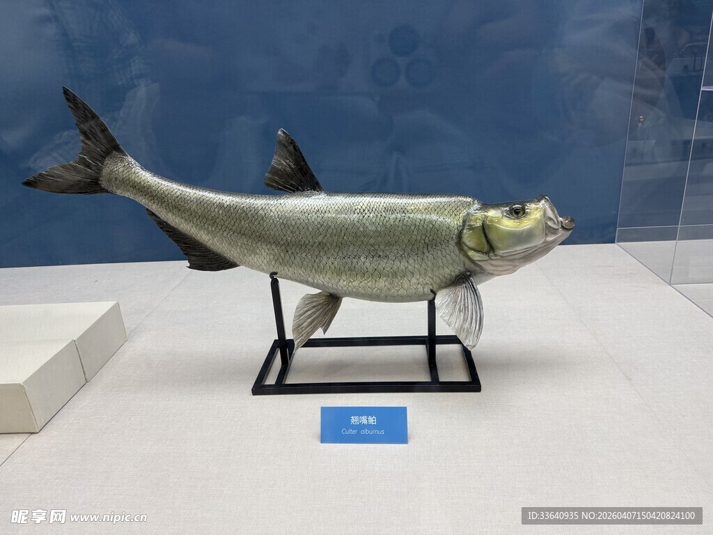 翘嘴 展示
