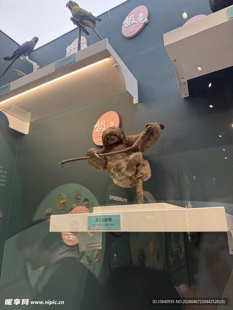 博物馆 树猴
