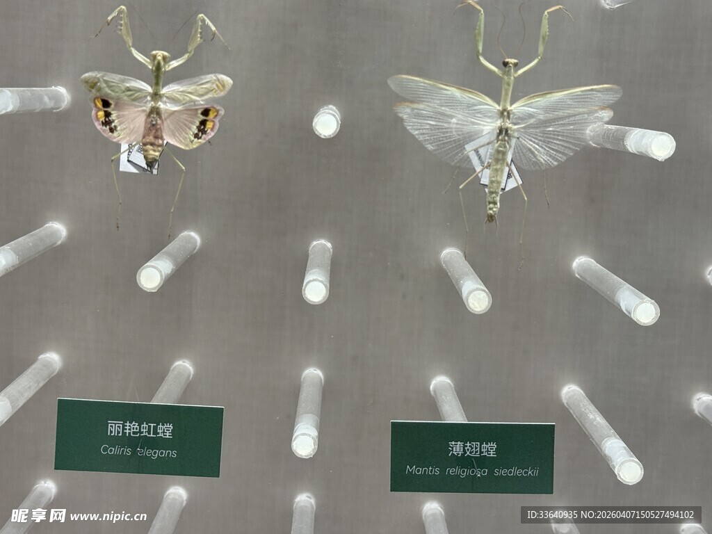 昆虫标本展示