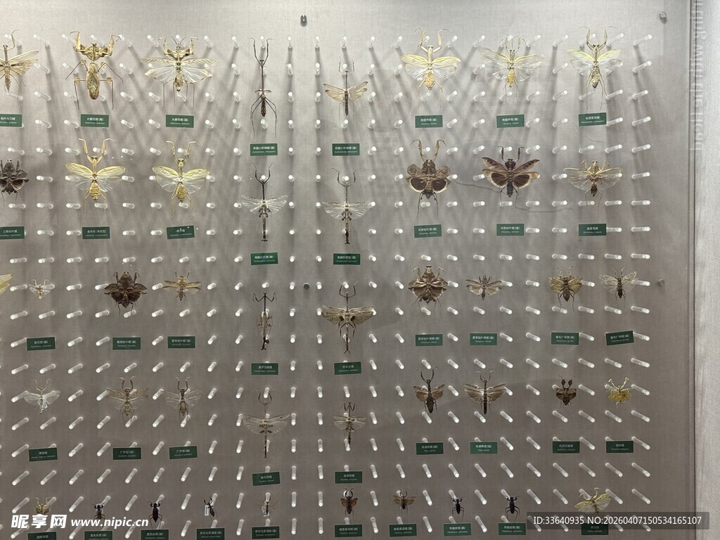 昆虫 蝴蝶 标本