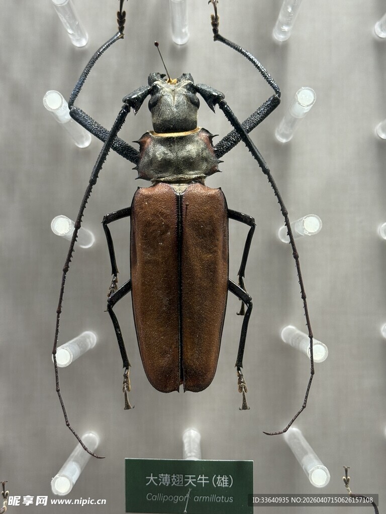 大型甲虫标本展示 天牛